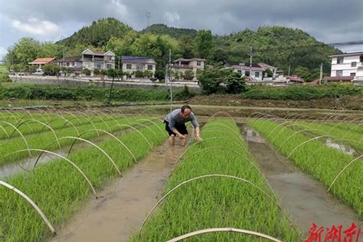 天脊硝酸磷肥配方