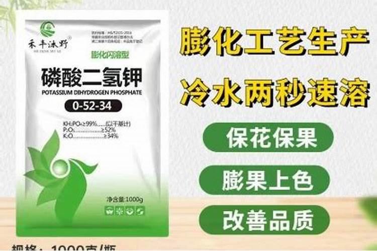 种植长生龙霍山石斛多少钱一斤