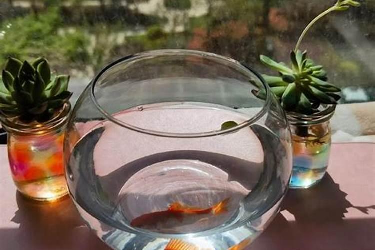 红菊苣怎么吃 红菊苣的食用方法