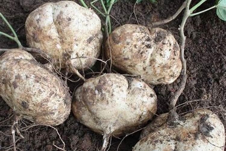 地瓜肥料正确使用方法