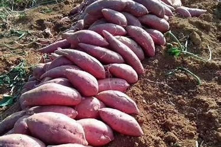 种红薯如何使用钾肥