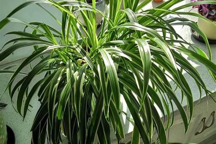 吊兰施多了肥怎办？