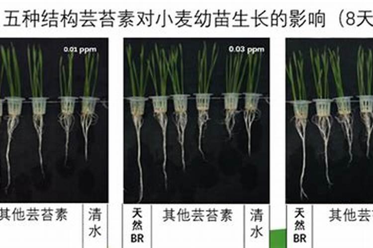 拼多多里面给树浇水怎么一次把所有的水全部浇上？