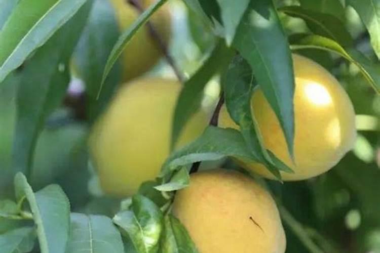 多多果园浇水为什么要等时间