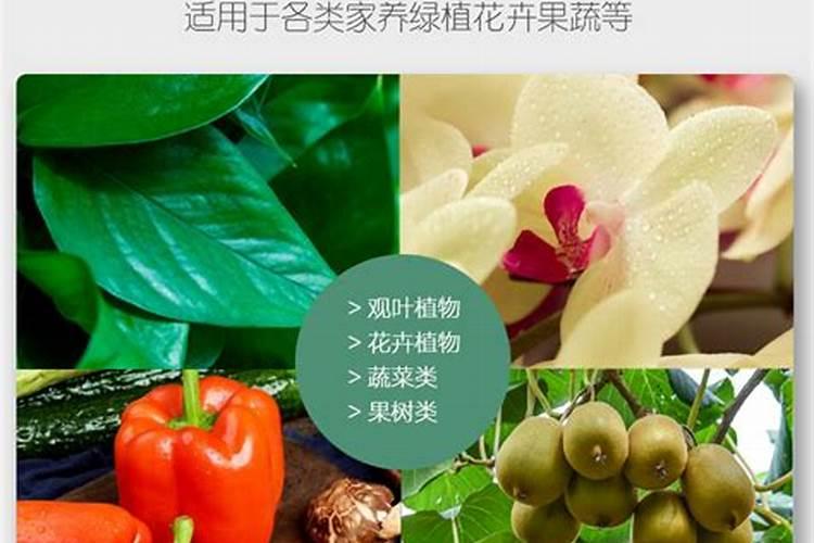 玉米金大棒叶面肥的使用方法