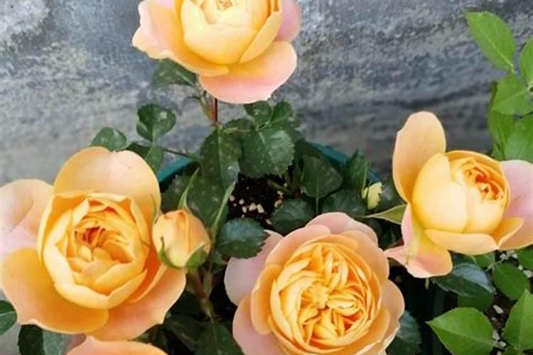 月季花这样施肥,开得更艳