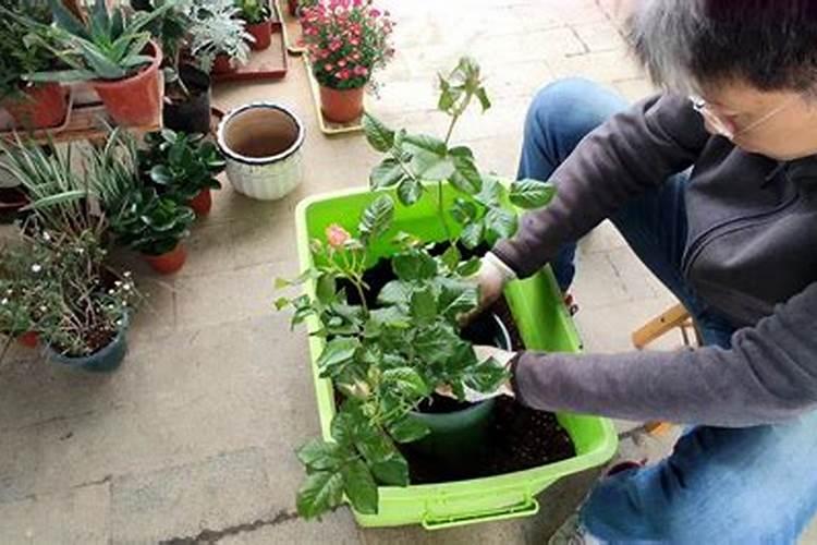 月季花怎么养护和施肥