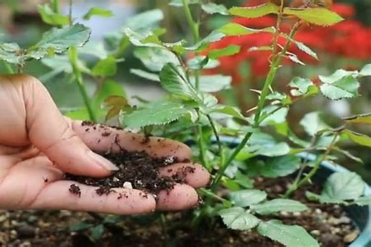 月季花摘芽后如何正确施肥