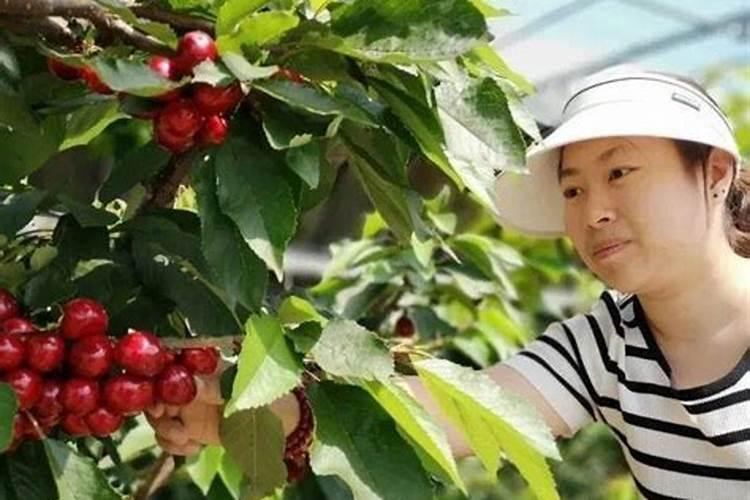 大棚樱桃什么时候冲高钾肥？