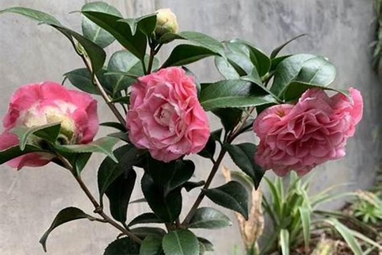 茶花施什么肥最好