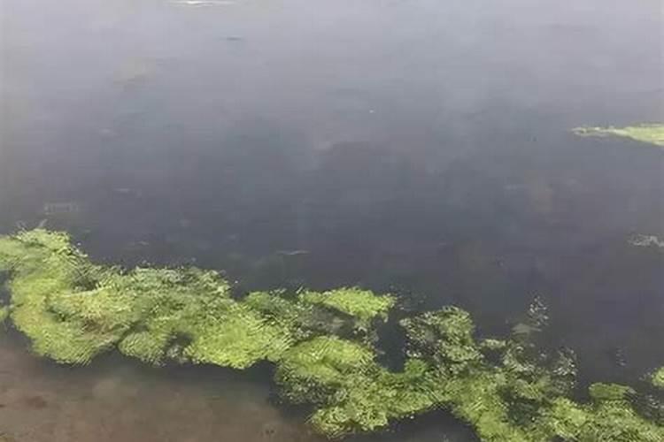 养殖池塘青苔多如何处理,养殖塘有青苔怎么办