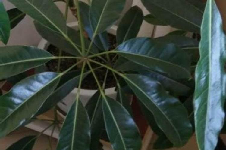 小麦需要的氮磷钾分别是多少 小麦需要的氮磷钾分别是