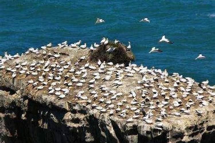 鸟对人类有哪些好处请写出两种 而且鸟粪含有大量的氮