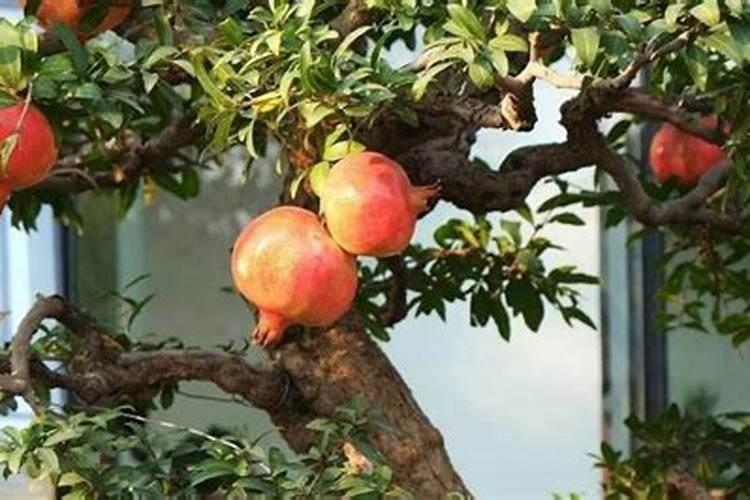 怎么养护福建茶盆景？