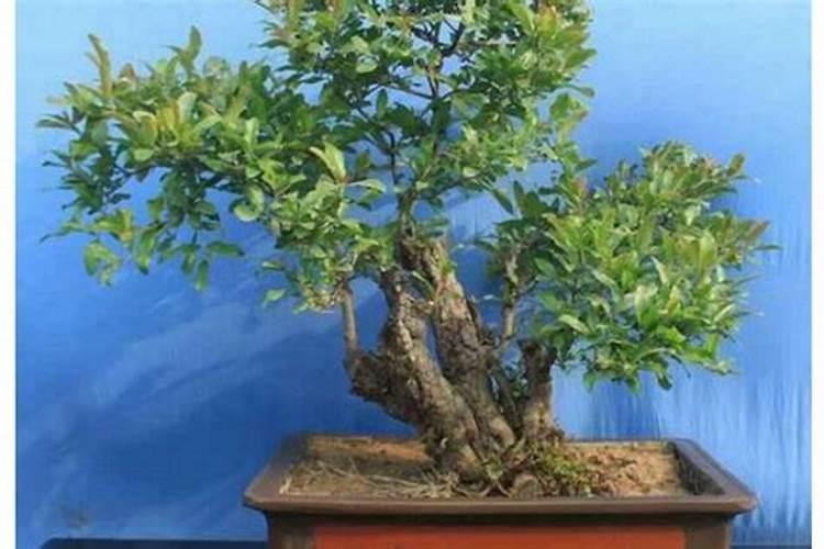 大粗杆子扦插泥巴一裹就生根秒变老桩大户