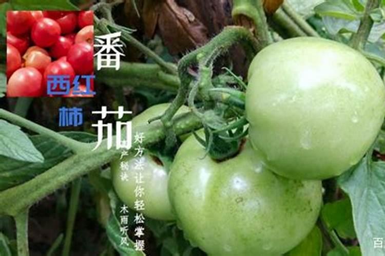 西红柿秧子粗做果了第一次怎么冲肥？