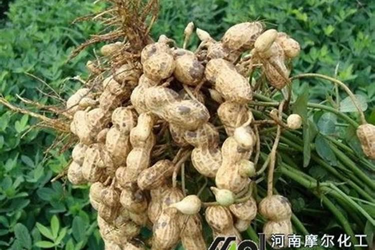 花生增产种植用腐植酸水溶肥,怎么用合适