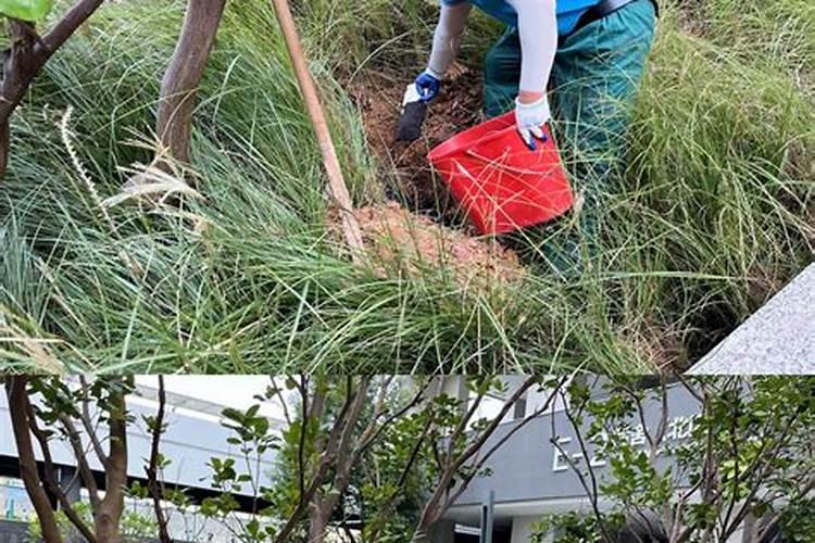 磷肥对果树起什么作用