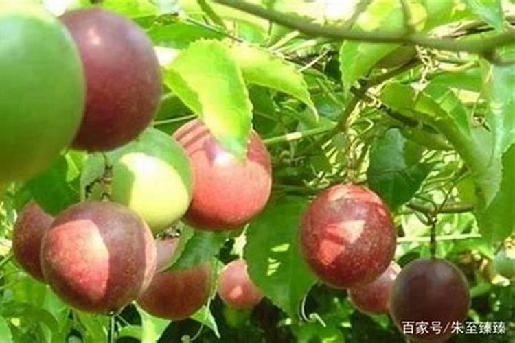 一颗百香果苗用50克硼肥会不会导致硼中毒？