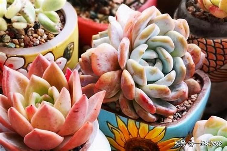 多肉白牡丹如何变红牡丹 多肉白牡丹怎样变红牡丹