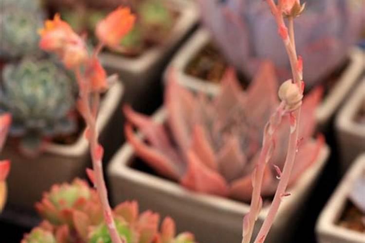 多肉白牡丹如何变红牡丹 多肉白牡丹怎样变红牡丹