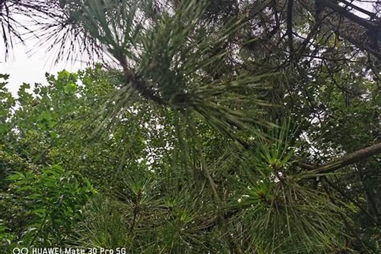 松树的特点和生活环境