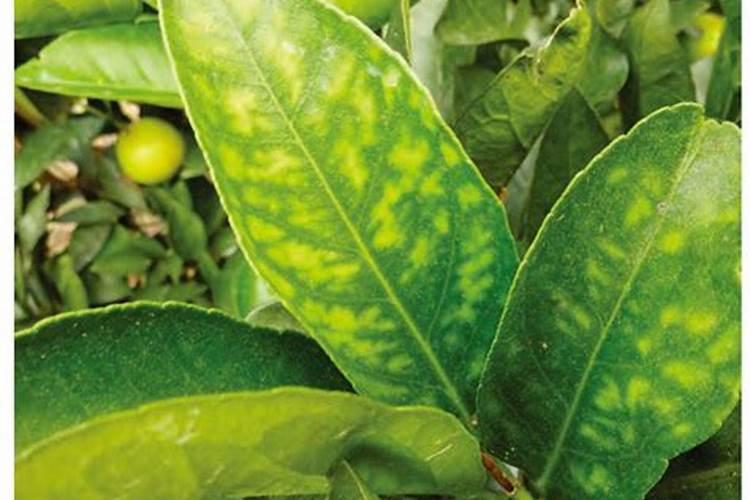 柑橘膨果期冲施什么肥料好？柑橘膨大期上什么肥料产量高？