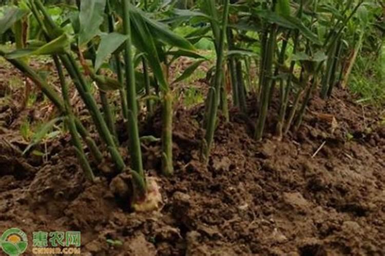 种姜施肥要注意什么问题？