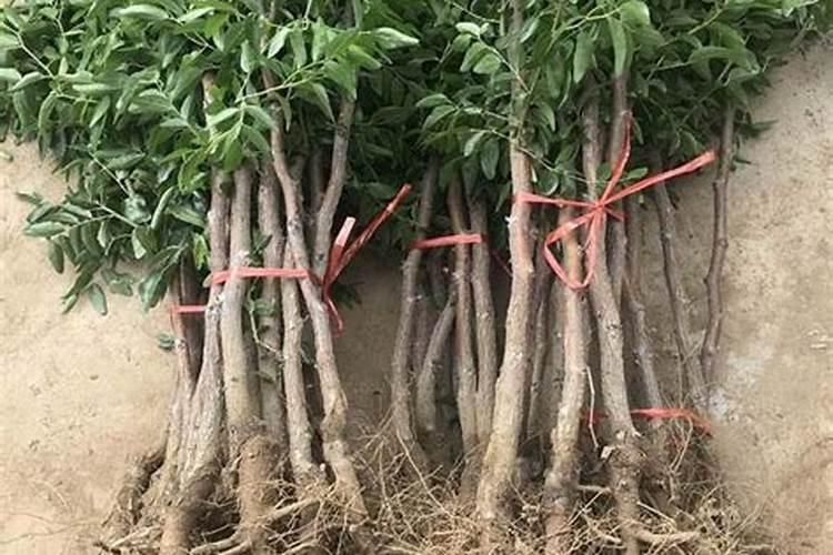 枣树用什么叶面肥增产、着色效果最好,应该什么时候用？