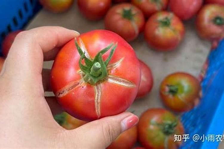 家庭天然硼肥有哪些