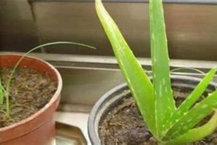 芦荟施什么肥最好