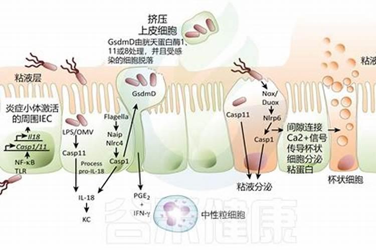 池塘用腐植酸钠后坏处