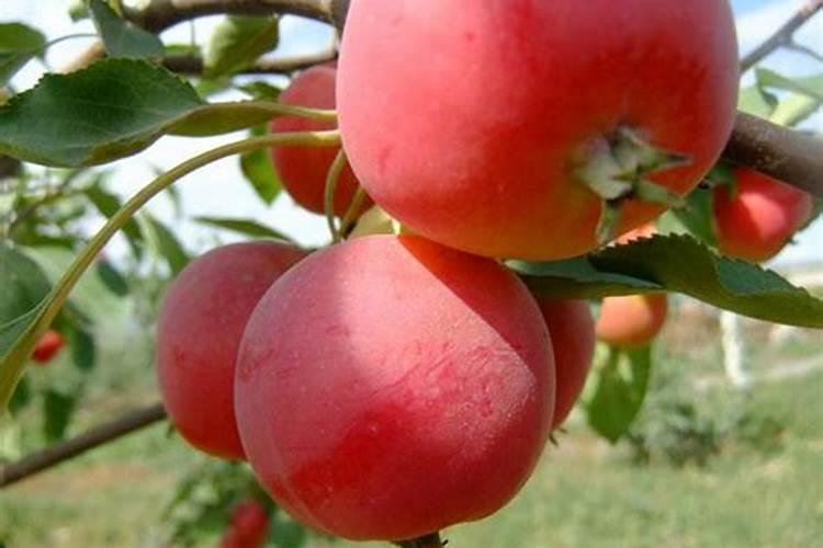 较耐阴果树有哪些？