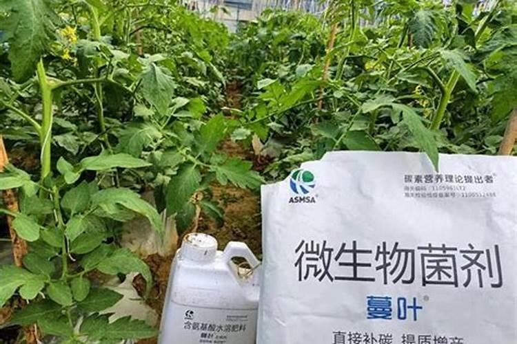 冬天大棚用硝硫基水溶肥好吗