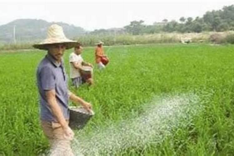 大量元素水溶肥怎么施用