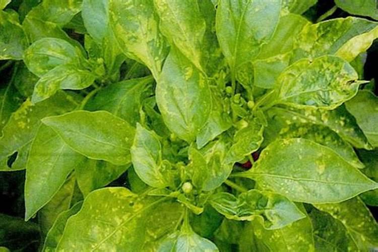 辣椒起小叶怎么办