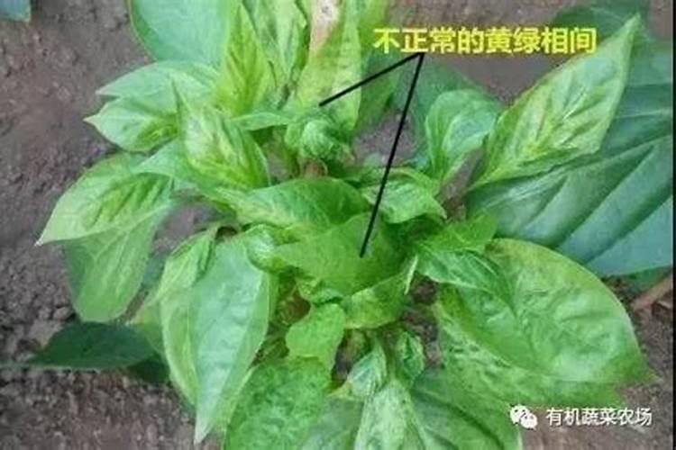 辣椒病毒病怎么防治？用什么效果好？