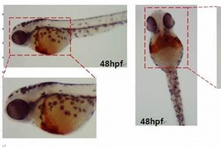 金秋砂糖桔着色了可以淋鱼蛋白水吗