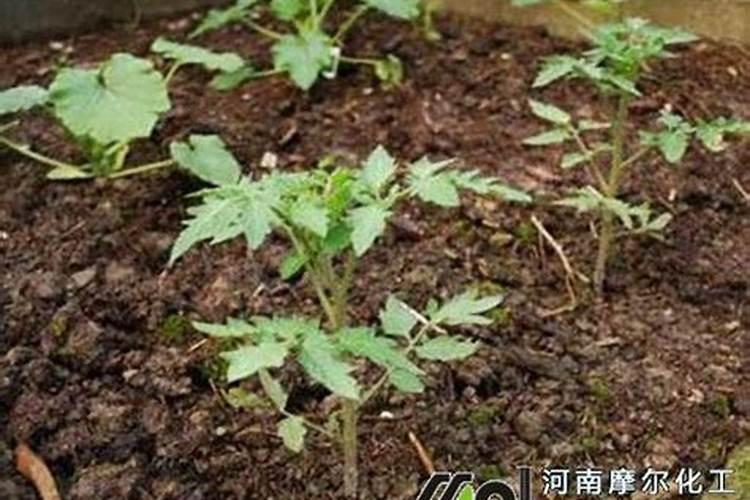 番茄苗期施肥技巧
