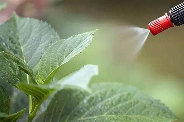 冬天可以给花喷洒叶面肥吗