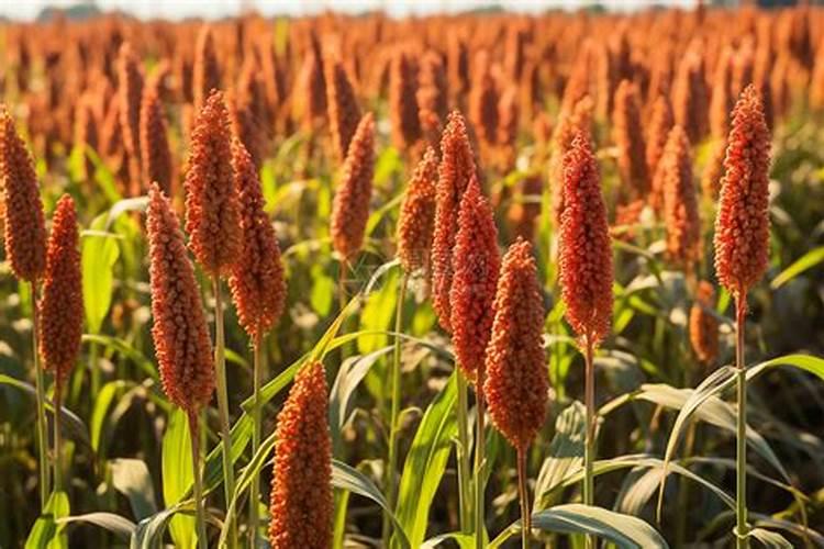 高粱地除草剂有哪些？