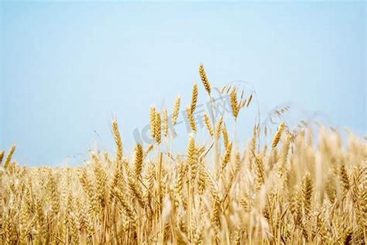 高粱地除草剂有哪些？