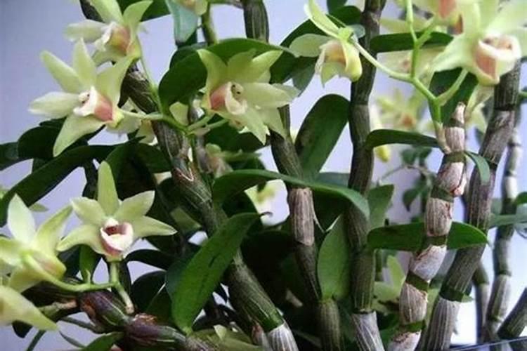 盆栽石斛兰花的叶面肥哪那种好 盆栽石斛兰花的叶面用什么肥料好