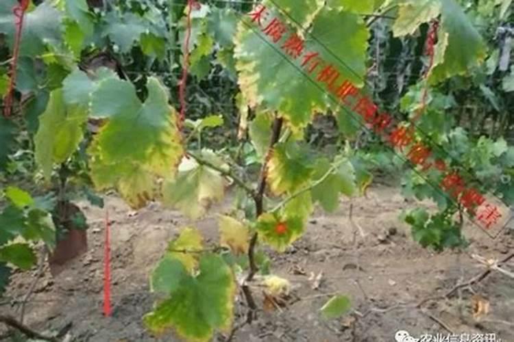 葡萄硼中毒对第二年树体有影响吗？