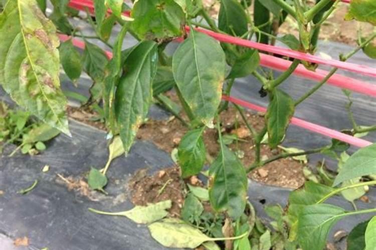 辣椒结几茬后怎么处理