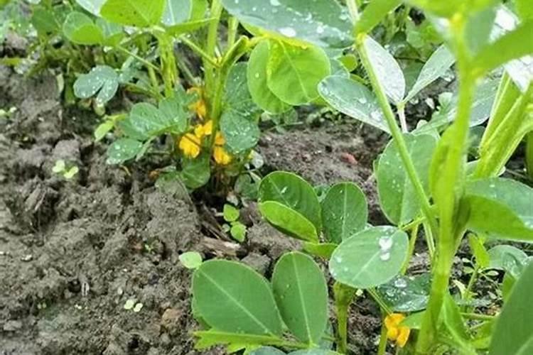 花生初花期施什么肥料最好