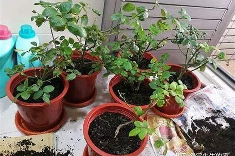 月季水大闷根的表现