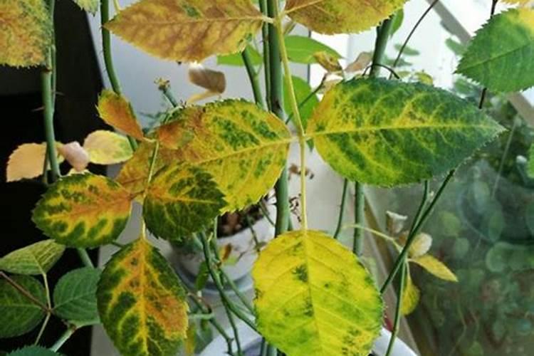 月季水大闷根的表现