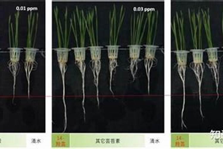 芸苔素能拌麦种吗(芸苔素内酯拌小麦种剂量与用量方法)
