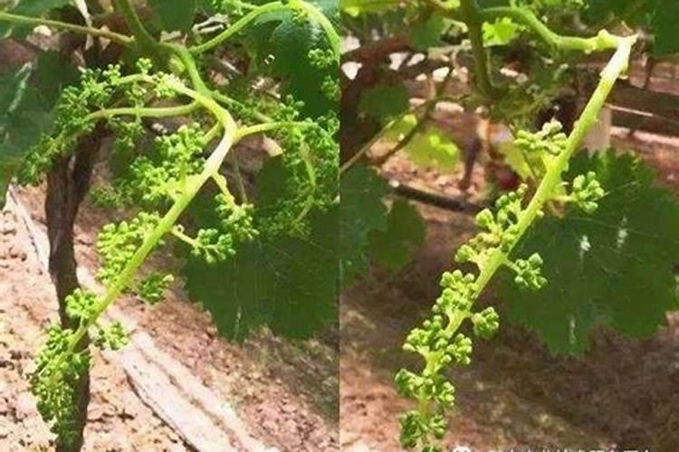 大棚黑提葡萄冬季果初期施什么肥花穗多？